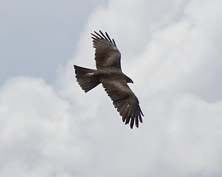 black kite
